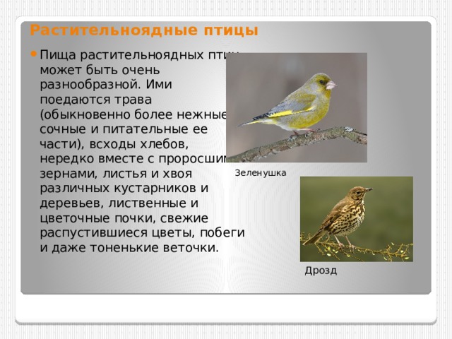 Растительноядные птицы  Пища растительноядных птиц может быть очень разнообразной. Ими поедаются трава (обыкновенно более нежные, сочные и питательные ее части), всходы хлебов, нередко вместе с проросшими зернами, листья и хвоя различных кустарников и деревьев, лиственные и цветочные почки, свежие распустившиеся цветы, побеги и даже тоненькие веточки. Зеленушка Дрозд 