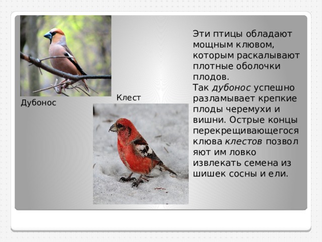 Эти птицы обладают мощным клювом, которым раскалывают плотные оболочки плодов. Так  дубонос  успешно разламывает крепкие плоды черемухи и вишни. Острые концы перекрещивающегося клюва  клестов  позволяют им ловко извлекать семена из шишек сосны и ели. Клест Дубонос 