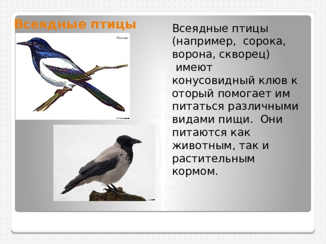 Всеядные птицы Всеядные птицы (например, сорока, ворона, скворец)  имеют конусовидный клюв который помогает им питаться различными видами пищи.  Они питаются как животным, так и растительным кормом. 