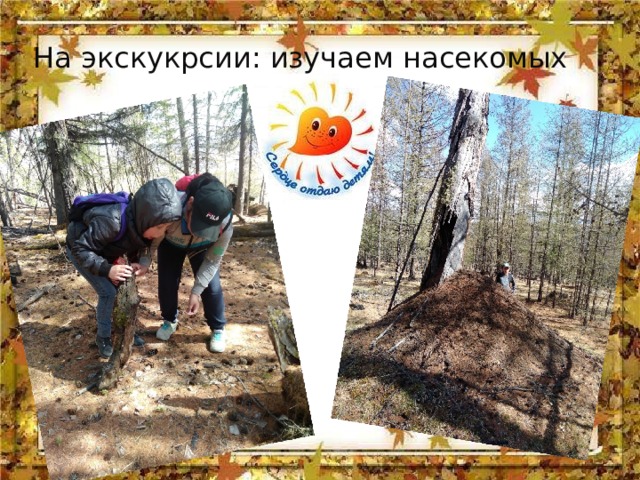 На экскукрсии: изучаем насекомых 