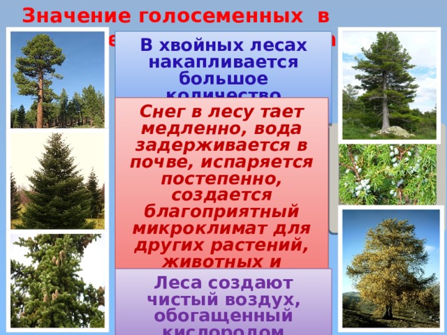 Значение голосеменных в природе и жизни человека В хвойных лесах накапливается большое количество биомассы Снег в лесу тает медленно, вода задерживается в почве, испаряется постепенно, создается благоприятный микроклимат для других растений, животных и человека Леса создают чистый воздух, обогащенный кислородом  