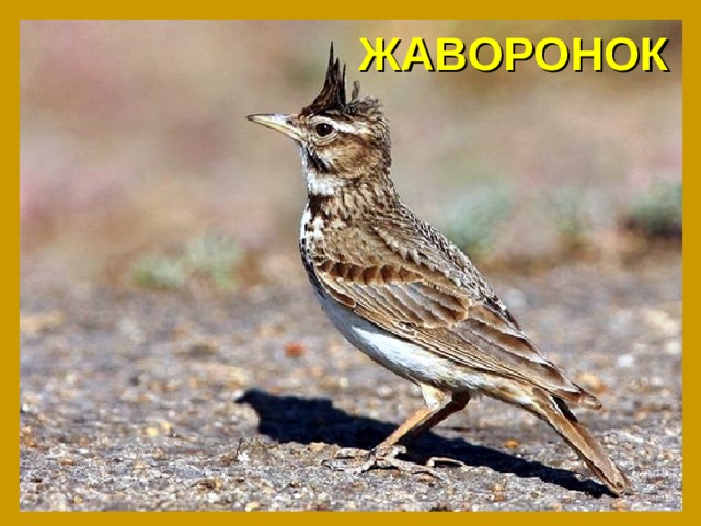 ЖАВОРОНОК 