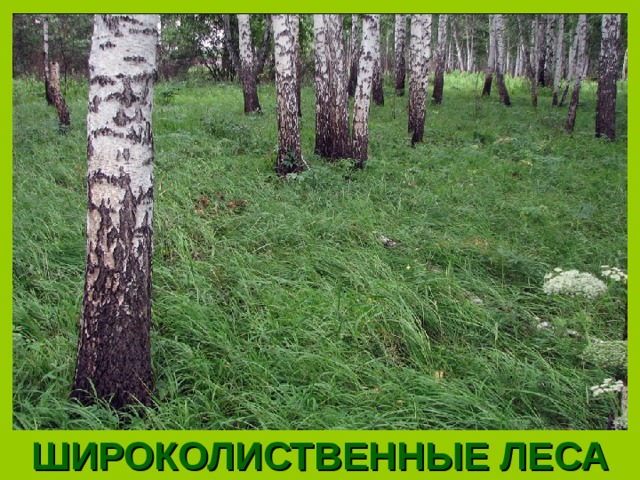 ШИРОКОЛИСТВЕННЫЕ ЛЕСА 