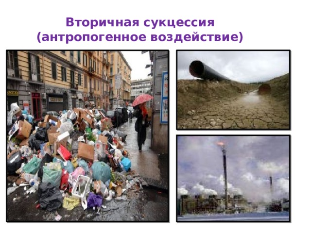 Вторичная сукцессия  (антропогенное воздействие)
