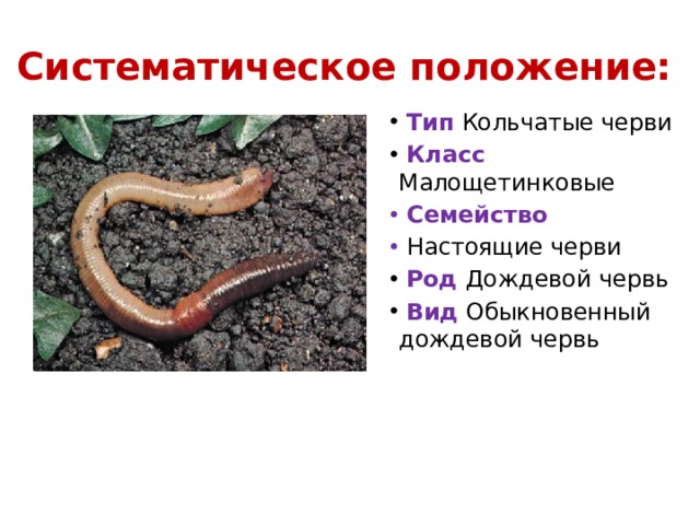 Систематическое положение: