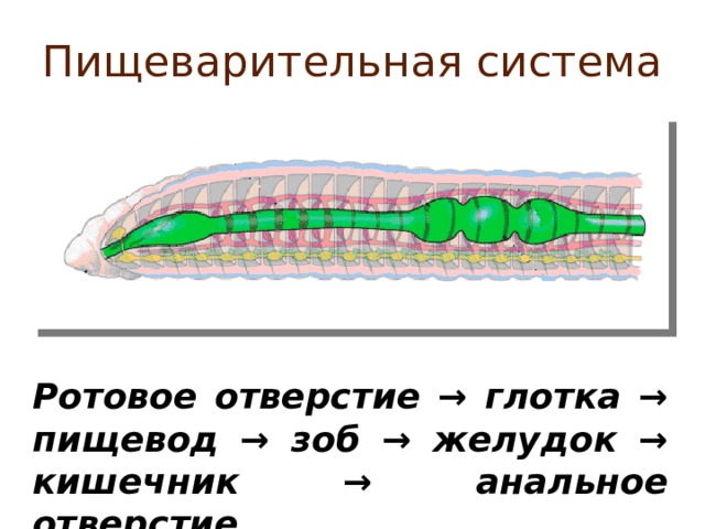 Пищеварительная система Ротовое отверстие → глотка → пищевод → зоб → желудок → кишечник → анальное отверстие