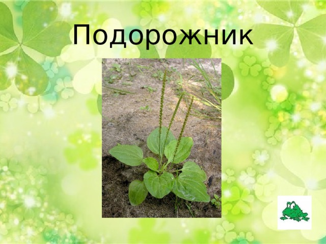 Подорожник 