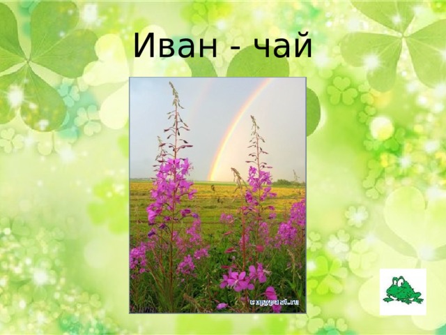 Иван - чай 