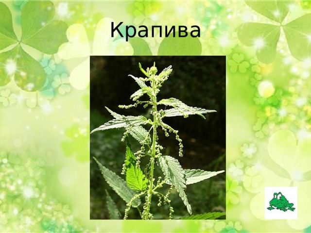 Крапива 