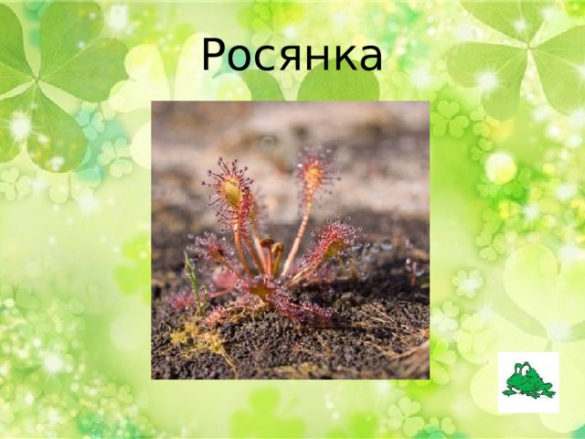 Росянка 