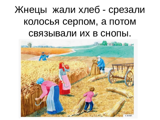 Жнецы жали хлеб - срезали колосья серпом, а потом связывали их в снопы.  