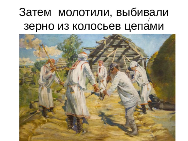 Затем молотили, выбивали зерно из колосьев цепами  