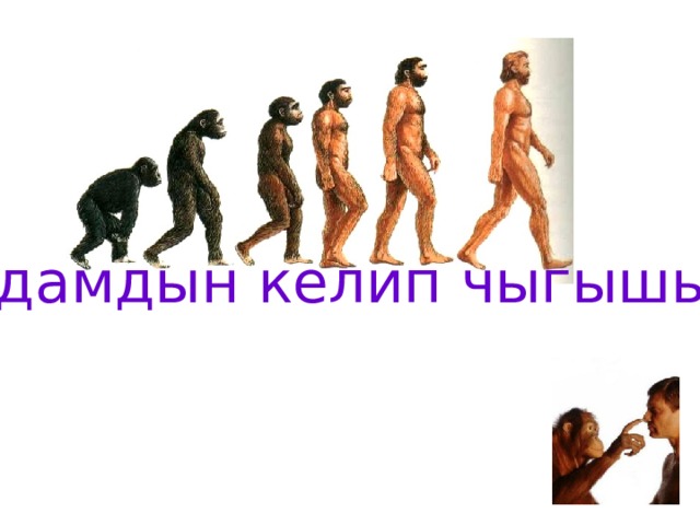 Адамдын келип чыгышы 