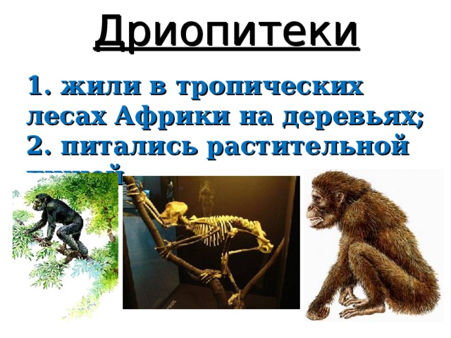 Дриопитеки 1. жили в тропических лесах Африки на деревьях; 2. питались растительной пищей 
