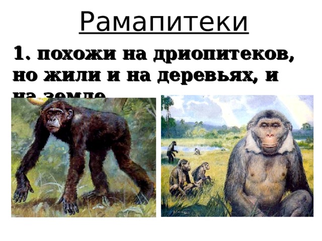Рамапитеки 1. похожи на дриопитеков, но жили и на деревьях, и на земле 
