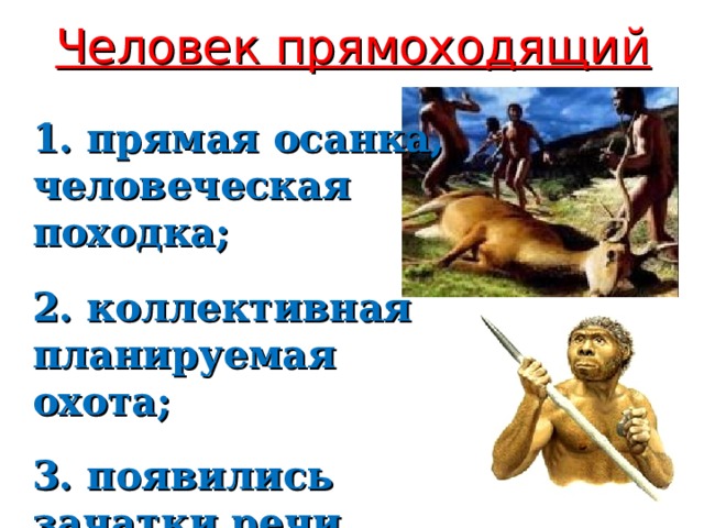 Человек прямоходящий 1. прямая осанка, человеческая походка;  2. коллективная планируемая охота;  3. появились зачатки речи 