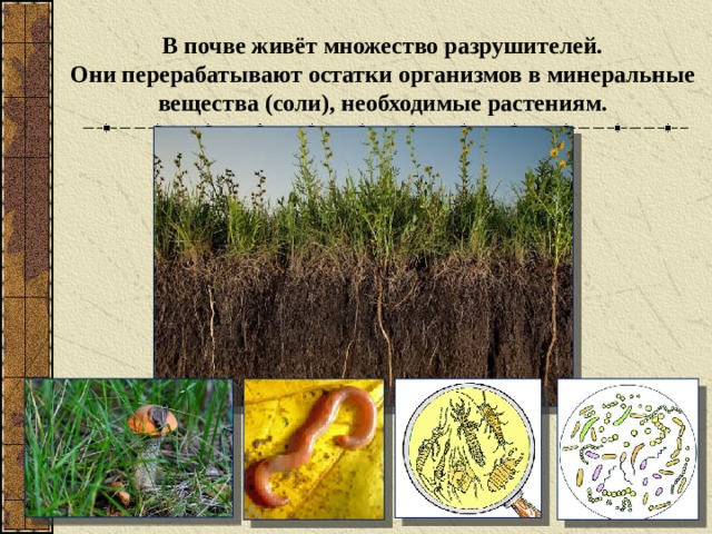 В почве живёт множество разрушителей.  Они перерабатывают остатки организмов в минеральные вещества (соли), необходимые растениям. 
