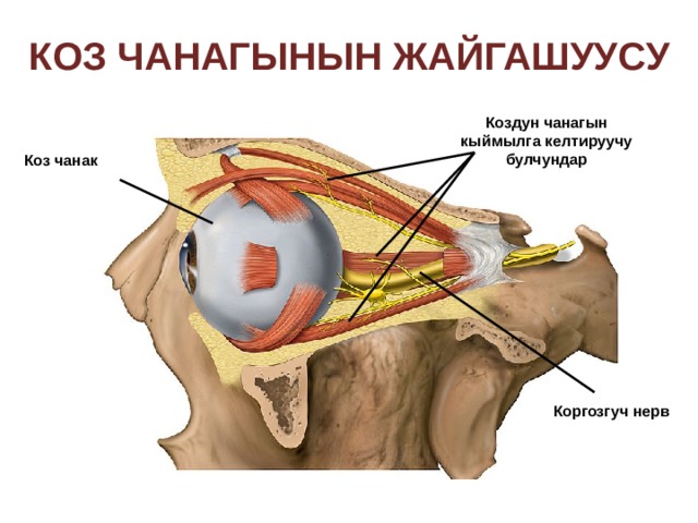  коз чанагынын жайгашуусу Коздун чанагын кыймылга келтируучу булчундар Коз чанак Коргозгуч нерв 
