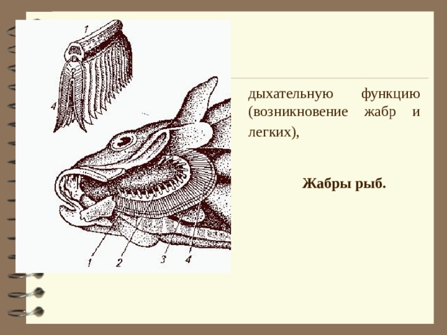  дыхательную функцию (возникновение жабр и легких),  Жабры рыб.  
