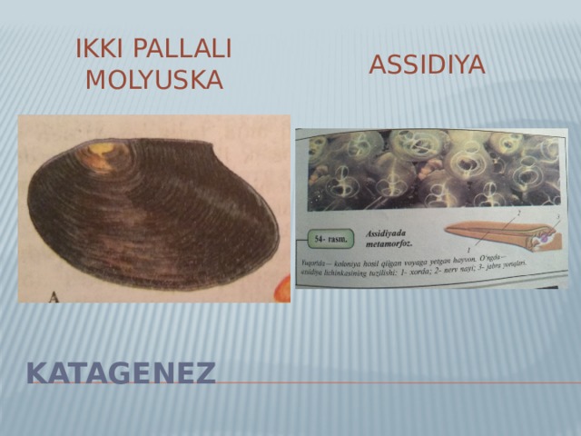 Assidiya Ikki pallali molyuska Katagenez 