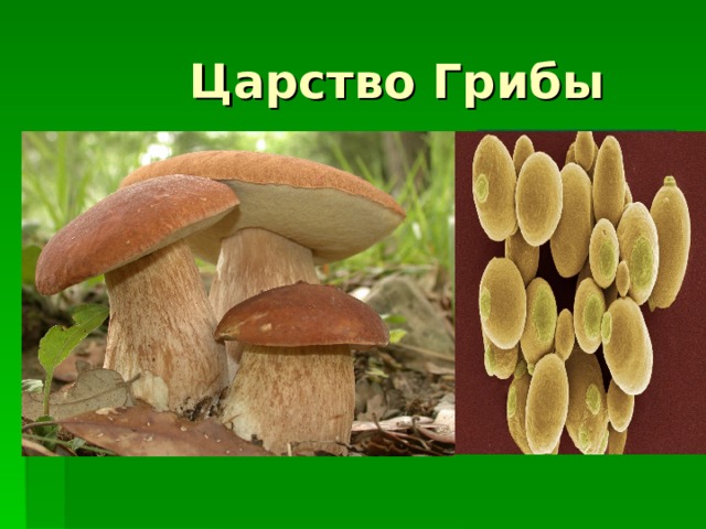Царство Грибы   Общая характеристика и значение 