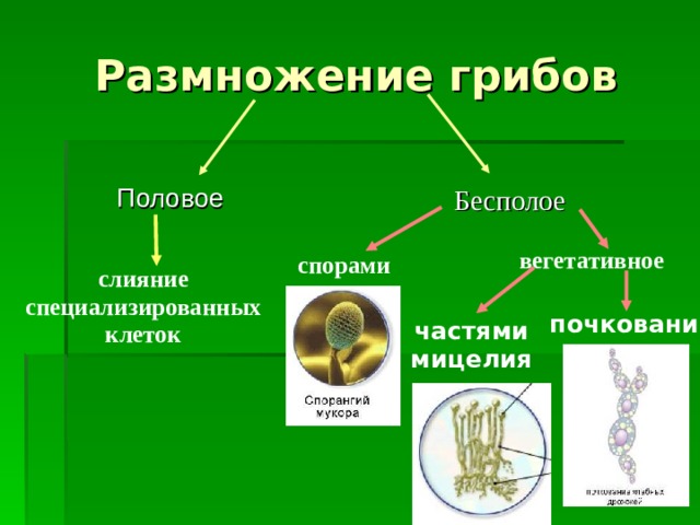 Размножение грибов Половое Бесполое Бесполое вегетативное вегетативное спорами спорами слияние специализированных клеток слияние специализированных клеток почкование частями мицелия 