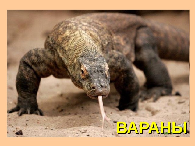 ВАРАНЫ 