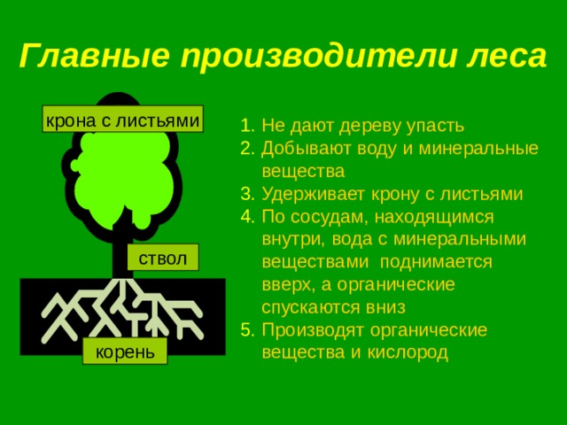 Главные производители леса крона с листьями Не дают дереву упасть Добывают воду и минеральные  вещества Удерживает крону с листьями По сосудам, находящимся внутри, вода с минеральными веществами поднимается вверх, а органические спускаются вниз Производят органические вещества и кислород ствол корень 