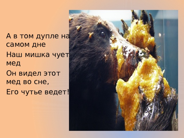 А в том дупле на самом дне Наш мишка чует мед Он видел этот мед во сне, Его чутье ведет! 