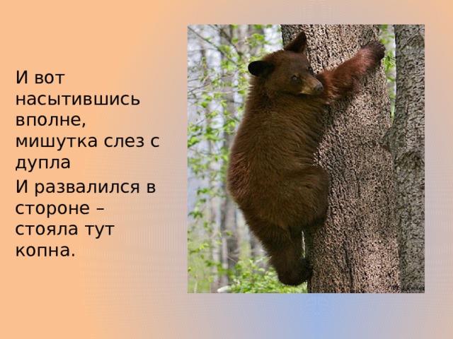 И вот насытившись вполне, мишутка слез с дупла И развалился в стороне – стояла тут копна. 
