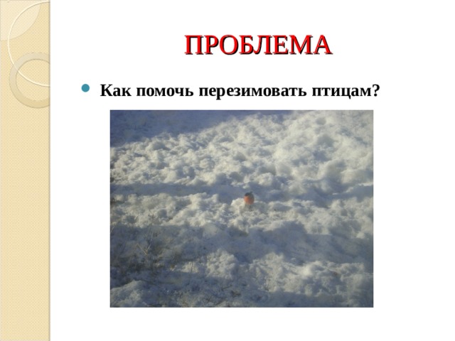 ПРОБЛЕМА  Как помочь перезимовать птицам?  