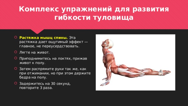 Комплекс упражнений для развития гибкости туловища Растяжка мышц спины. Эта растяжка дает ощутимый эффект — главное, не переусердствовать. Лягте на живот. Приподнимитесь на локтях, прижав живот к полу. Затем распрямите руки так же, как при отжимании, но при этом держите бедра на полу. Задержитесь на 30 секунд, повторите 3 раза. 