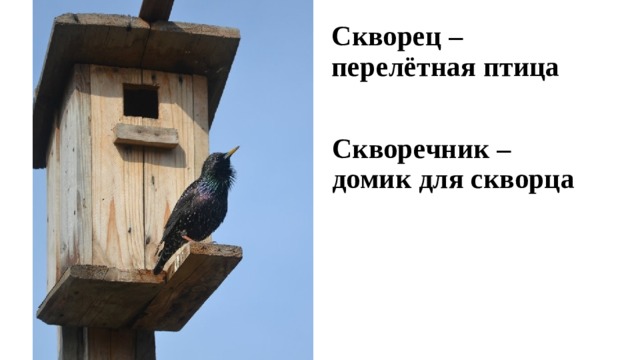Скворец – перелётная птица Скворечник – домик для скворца 