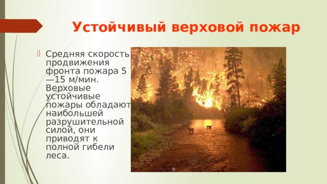 Устойчивый верховой пожар Средняя скорость продвижения фронта пожара 5—15 м/мин. Верховые устойчивые пожары обладают наибольшей разрушительной силой, они приводят к полной гибели леса. 