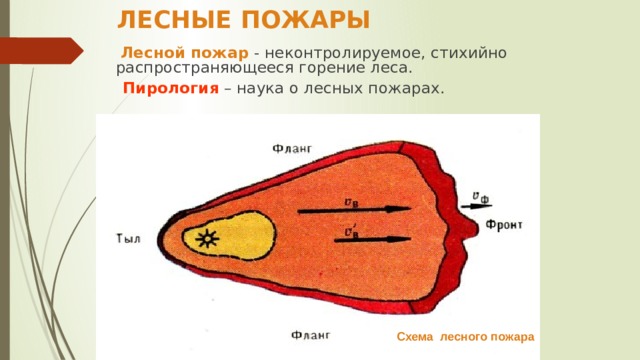 ЛЕСНЫЕ ПОЖАРЫ  Лесной пожар - неконтролируемое, стихийно распространяющееся горение леса.  Пирология – наука о лесных пожарах. Схема лесного пожара 