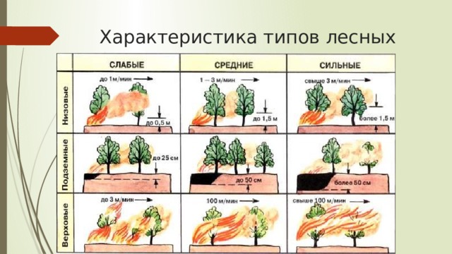 Характеристика типов лесных пожаров 