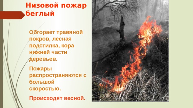 Низовой пожар  беглый Обгорает травяной покров, лесная подстилка, кора нижней части деревьев. Пожары распространяются с большой скоростью. Происходят весной. 