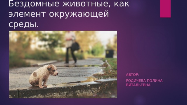 Бездомные животные, как элемент окружающей среды. Автор: Родичева полина Витальевна 