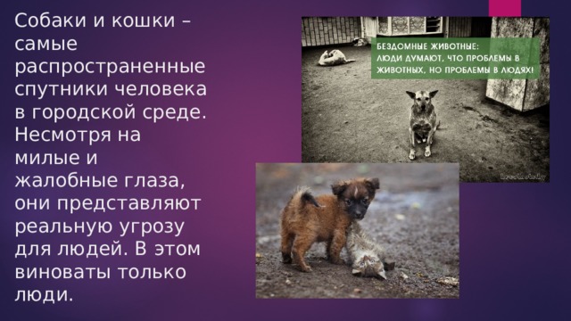 Собаки и кошки – самые распространенные спутники человека в городской среде.  Несмотря на милые и жалобные глаза, они представляют реальную угрозу для людей. В этом виноваты только люди. 