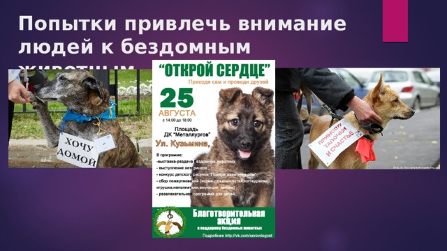 Попытки привлечь внимание людей к бездомным животным.   