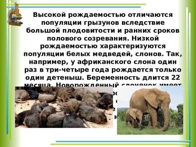Высокой рождаемостью отличаются популяции грызунов вследствие большой плодовитости и ранних сроков полового созревания. Низкой рождаемостью характеризуются популяции белых медведей, слонов. Так, например, у африканского слона один раз в три-четыре года рождается только один детеныш. Беременность длится 22 месяца. Новорожденный слоненок имеет массу 100 кг при росте 1 м. До пятилетнего возраста он нуждается в постоянном присмотре слонихи и жить самостоятельно не может. 