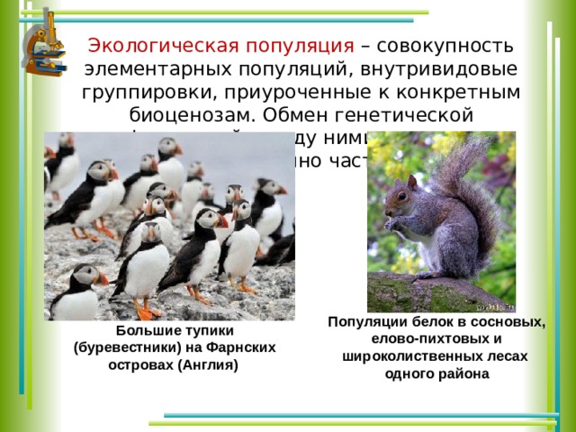 Экологическая популяция – совокупность элементарных популяций, внутривидовые группировки, приуроченные к конкретным биоценозам. Обмен генетической информацией между ними происходит достаточно часто. Популяции белок в сосновых, елово-пихтовых и широколиственных лесах одного района Большие тупики (буревестники) на Фарнских островах (Англия) 