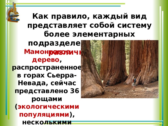 Как правило, каждый вид представляет собой систему более элементарных подразделений - популяций различного ранга. Мамонтовое дерево , распространенное в горах Сьерра-Невада, сейчас представлено 36 рощами ( экологическими популяциями ), несколькими местными и одной географической популяцией. 