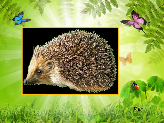 Еж 