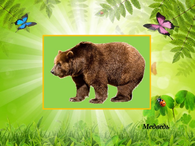 Медведь 