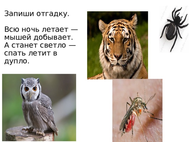 Запиши отгадку.   Всю ночь летает —   мышей добывает.   А станет светло —   спать летит в дупло.  