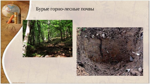 Бурые горно-лесные почвы 