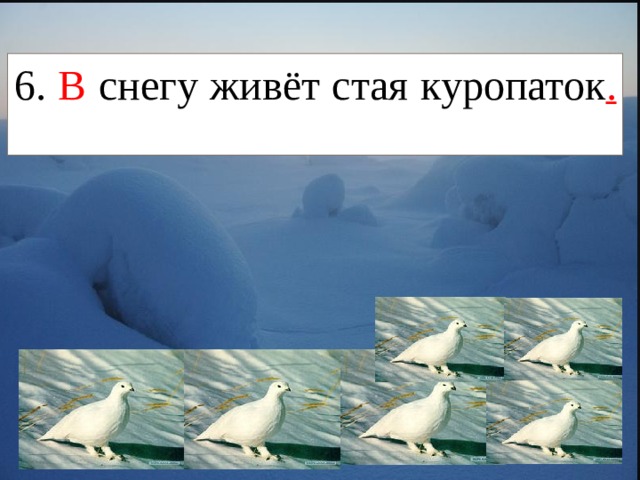 6. В снегу живёт стая куропаток .