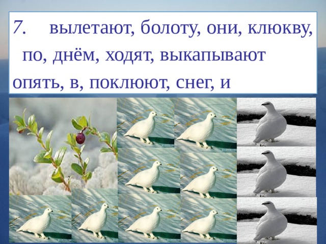 7.  вылетают, болоту, они, клюкву, по, днём, ходят, выкапывают опять, в, поклюют, снег, и