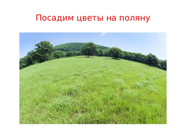 Посадим цветы на поляну 